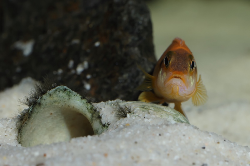 Lamprologus ocellatus (Gold)